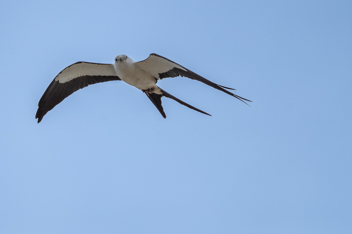 Swallow-tailed Kite - ML488195261