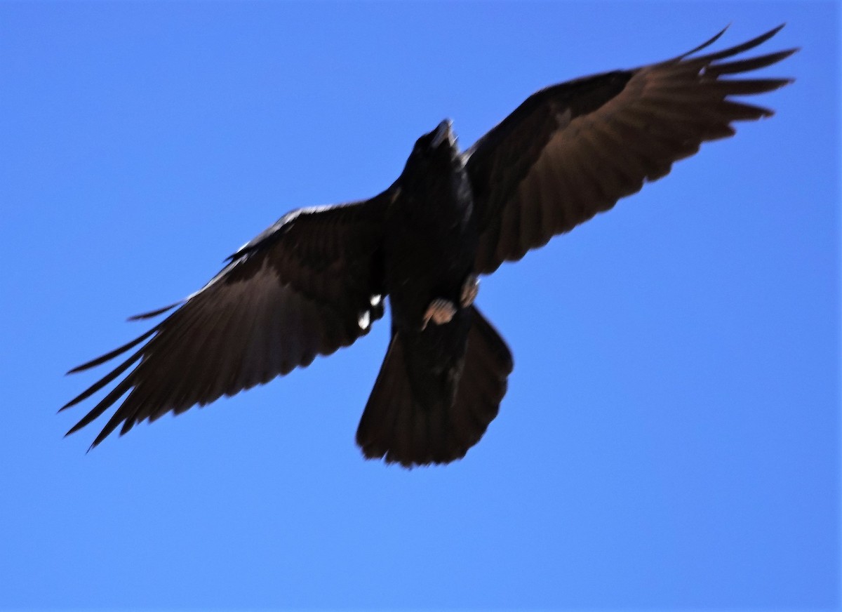 Common Raven - Brian Lineaweaver