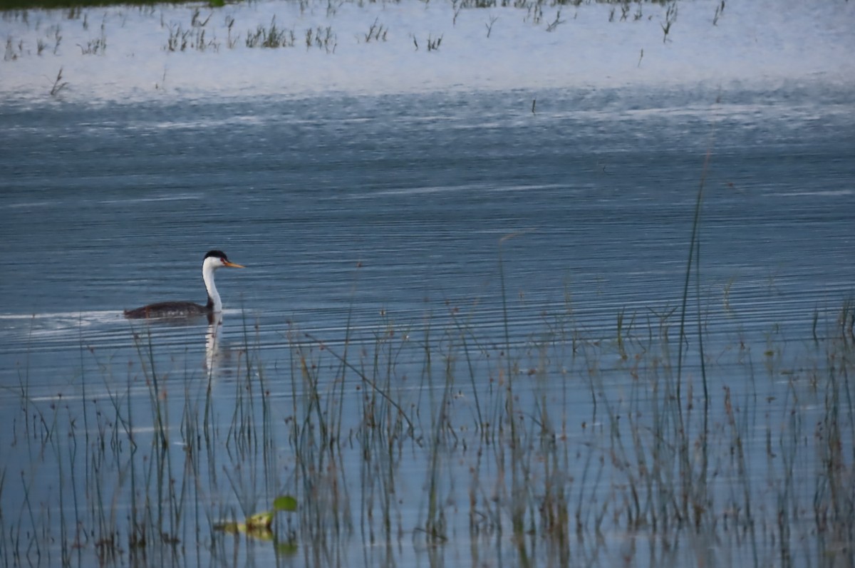 Clark's Grebe - ML488196611