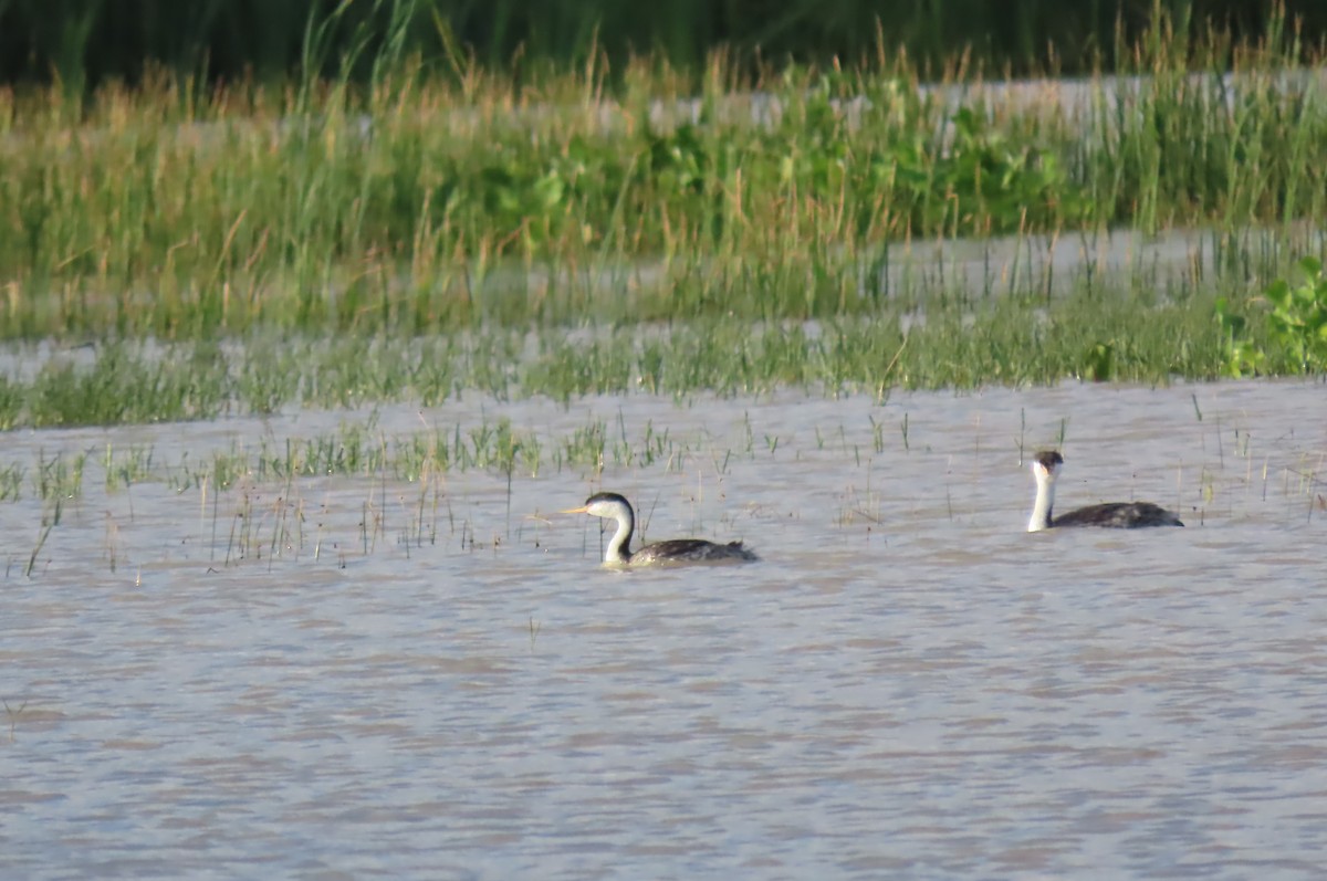 Clark's Grebe - ML488196621