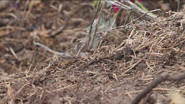 Clay-colored Sparrow - ML488197591