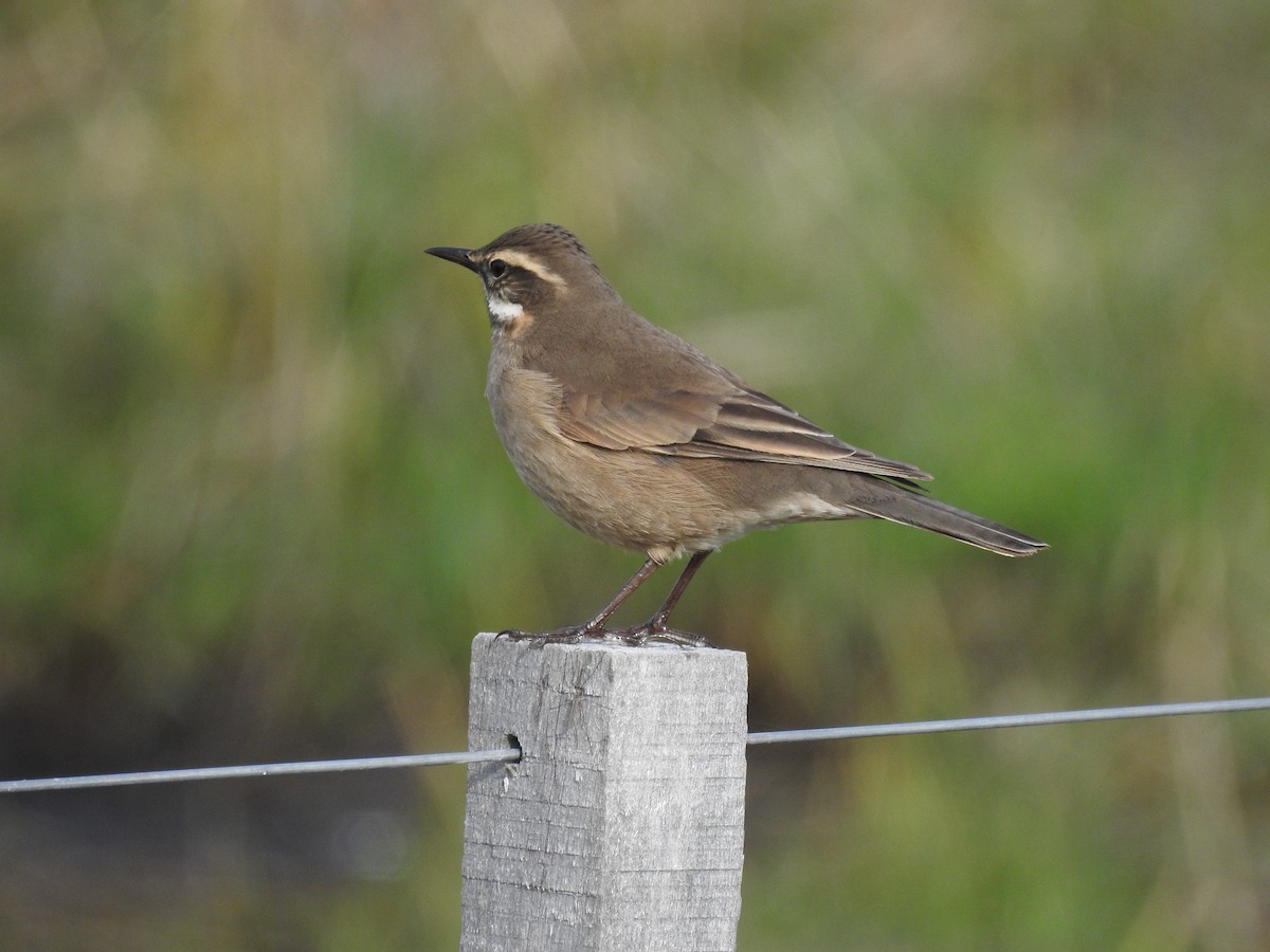 Buff-winged Cinclodes - ML488198911