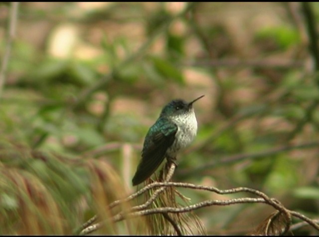 Colibrí de Juan Fernández - ML488200