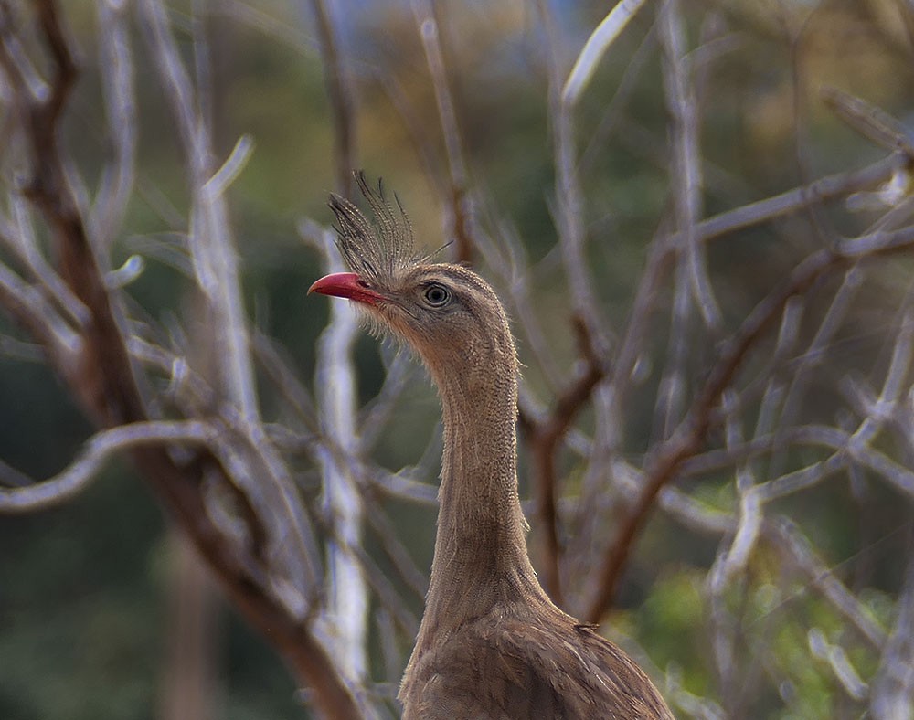 Red-legged Seriema - ML488200031