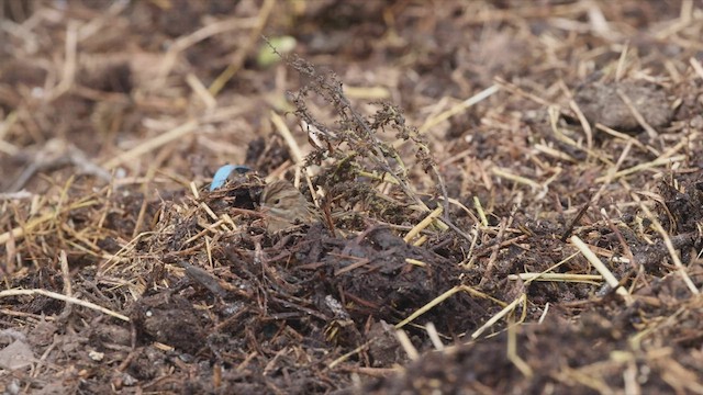 Clay-colored Sparrow - ML488200081