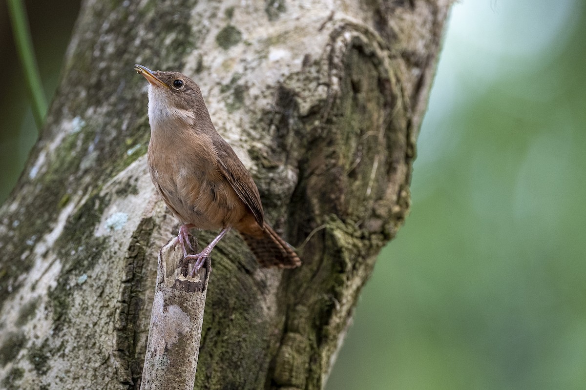 House Wren - ML488200181