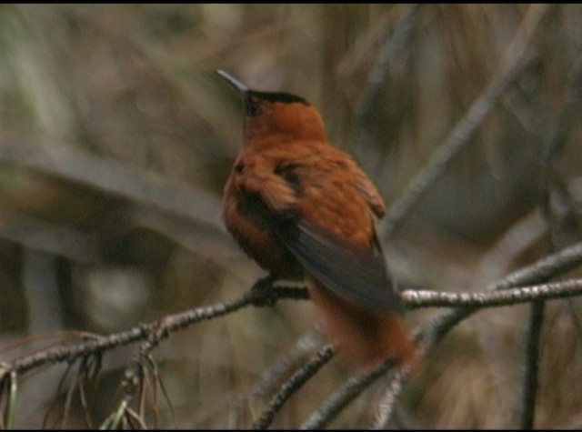 Colibrí de Juan Fernández - ML488201