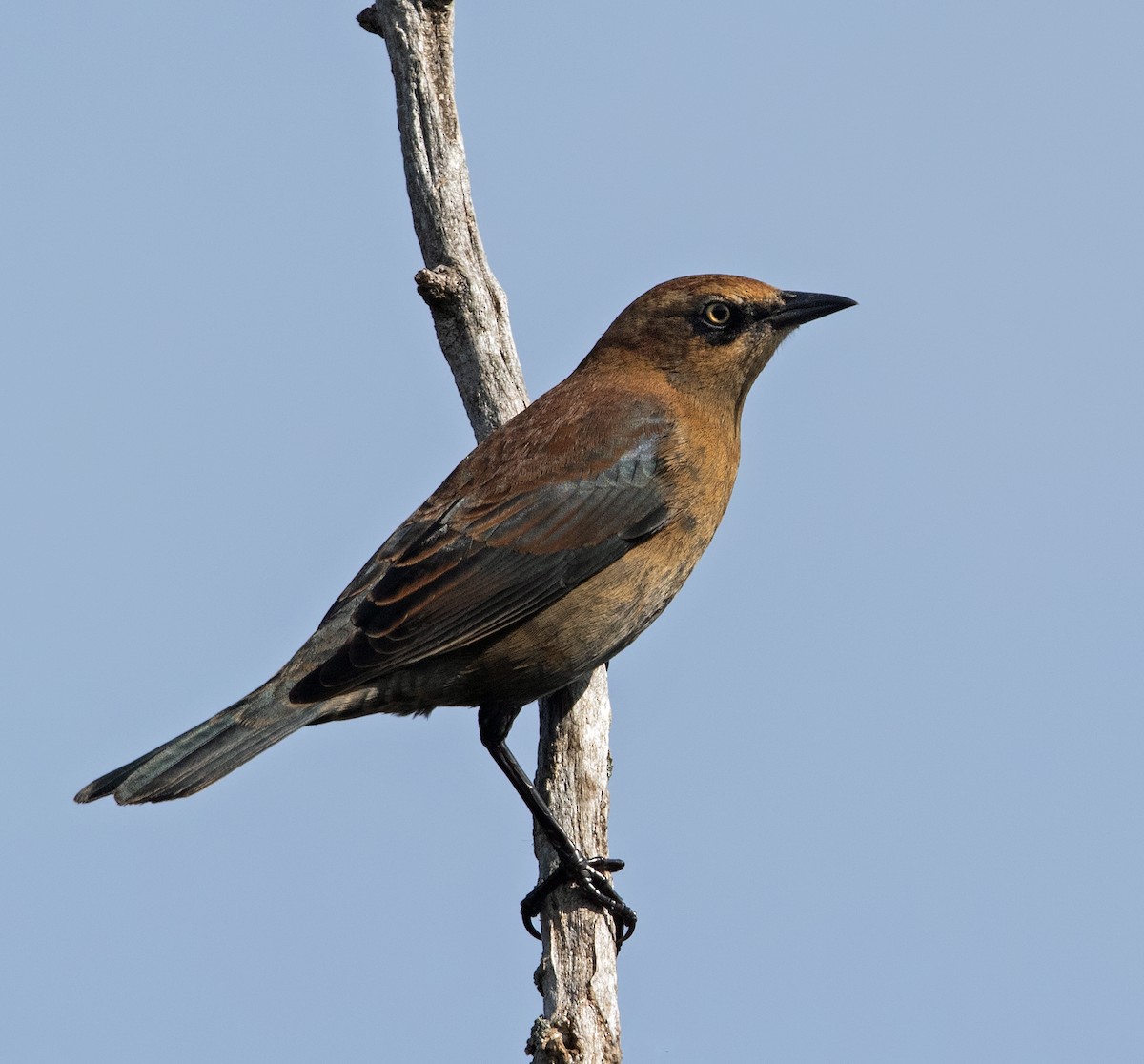 Rusty Blackbird - ML488201001