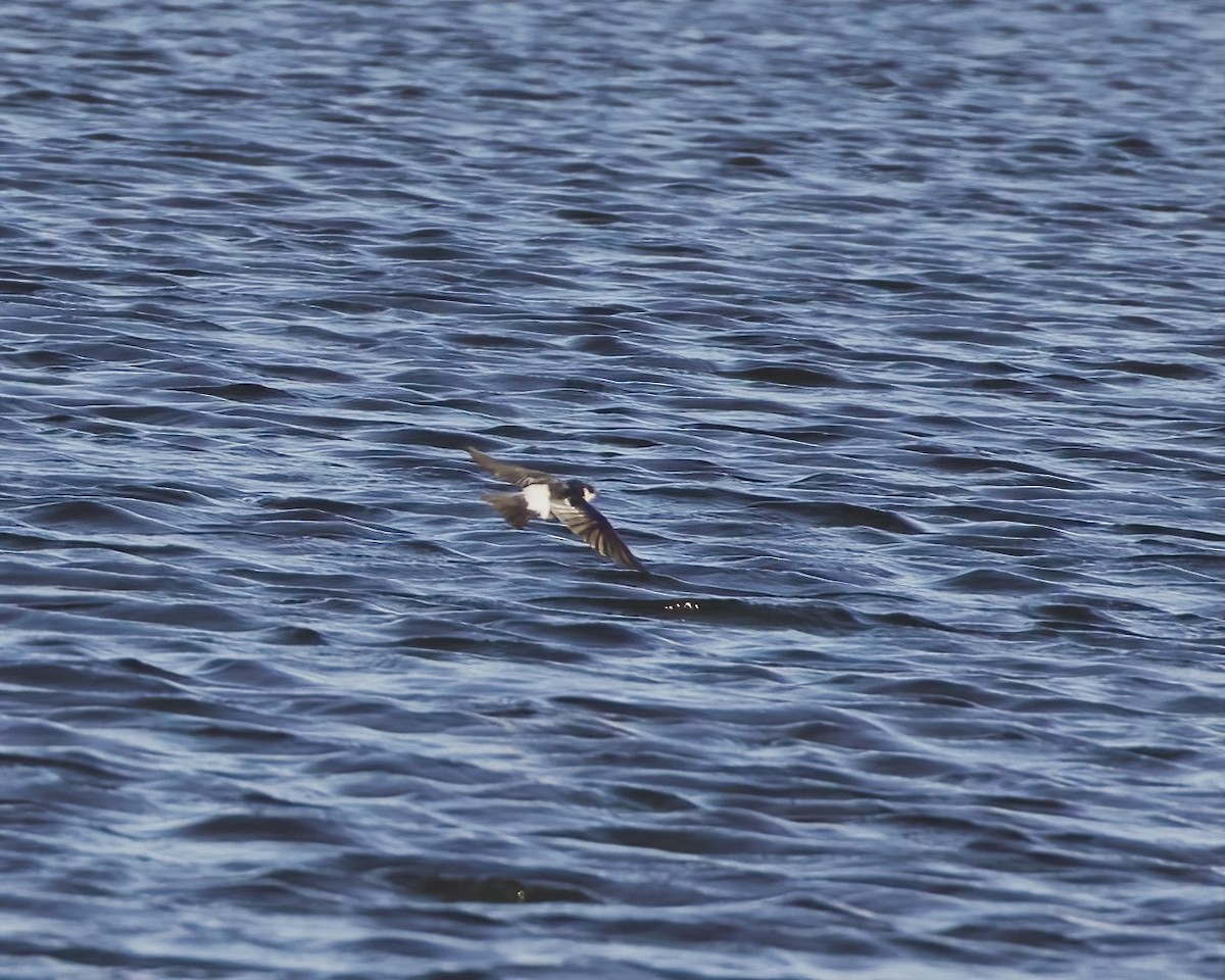 White-winged Swallow - ML488201931