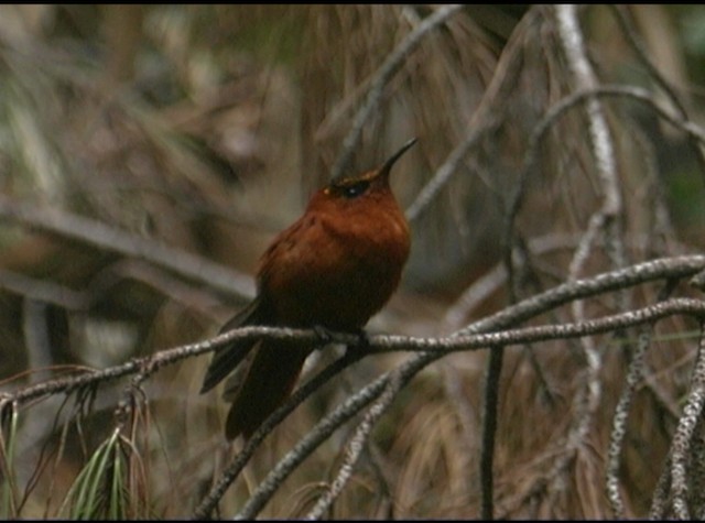 Colibrí de Juan Fernández - ML488202