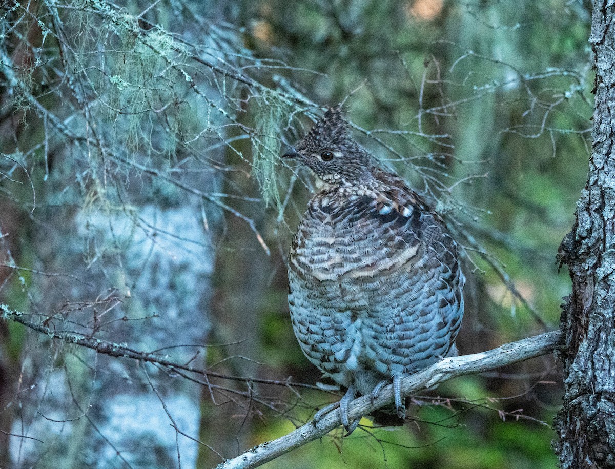 Ruffed Grouse - ML488202171