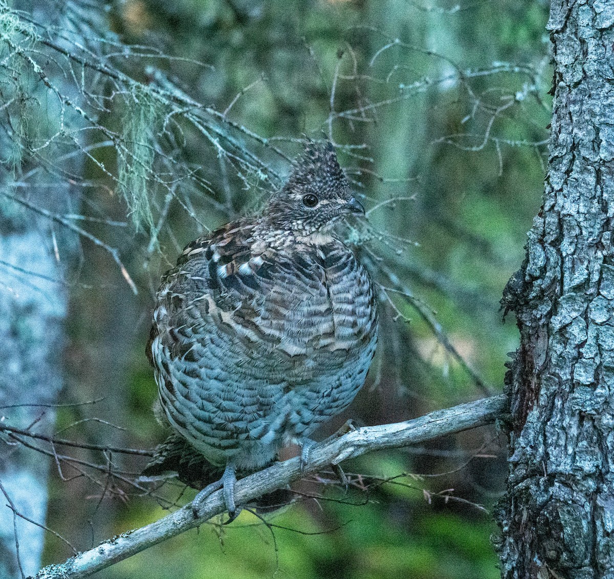 Ruffed Grouse - ML488202211