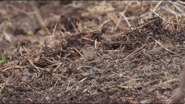 Clay-colored Sparrow - ML488202531