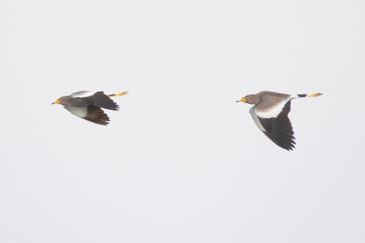 Wattled Lapwing - ML488203111