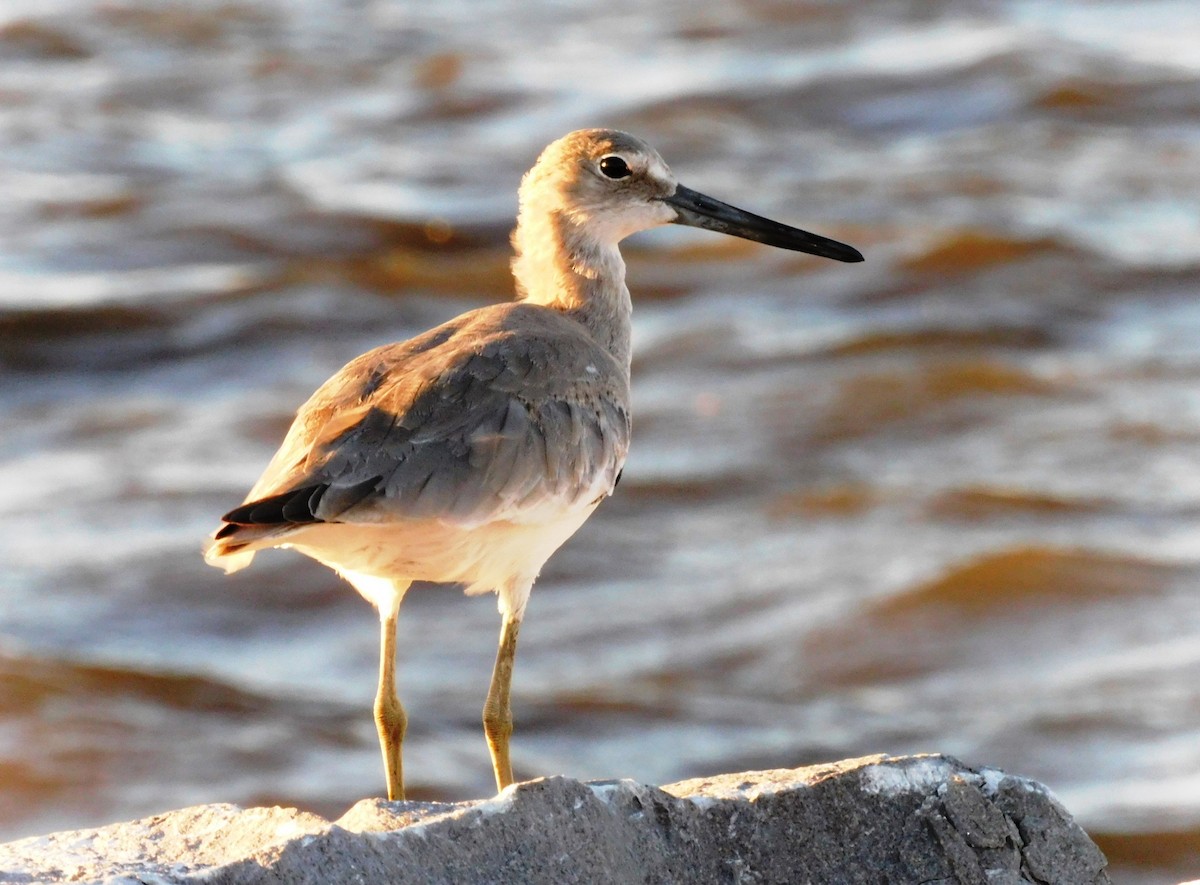 Willet - Kathy Rhodes