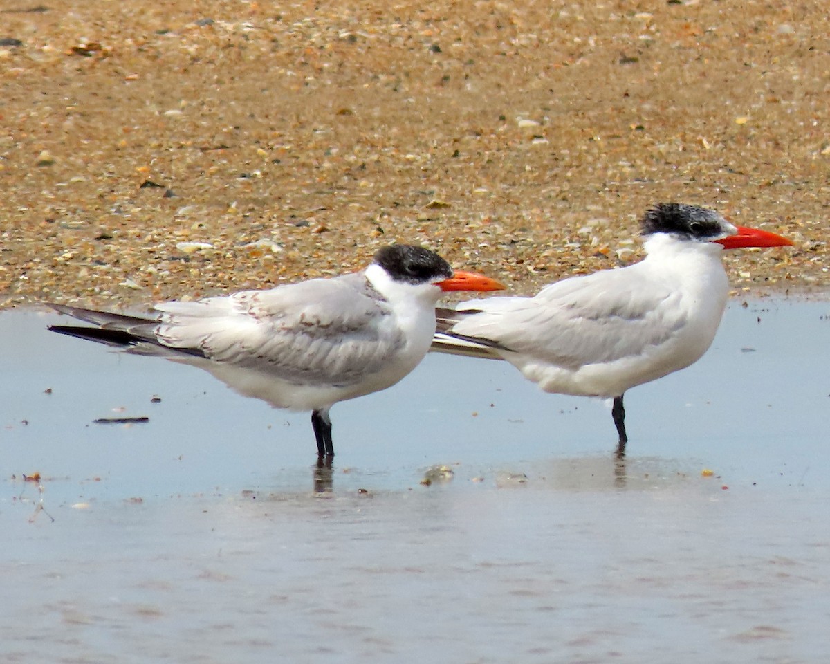 Caspian Tern - Karen Hogan