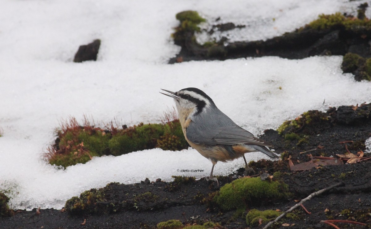 Red-breasted Nuthatch - Deb Carter