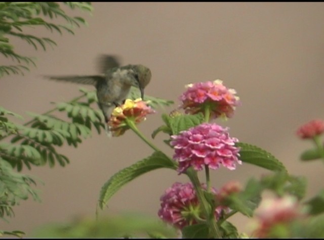 hummingbird sp. - ML488206