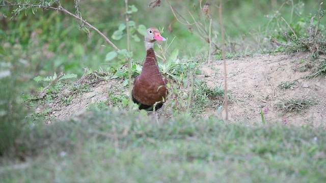 Black-bellied Whistling-Duck - ML488206031