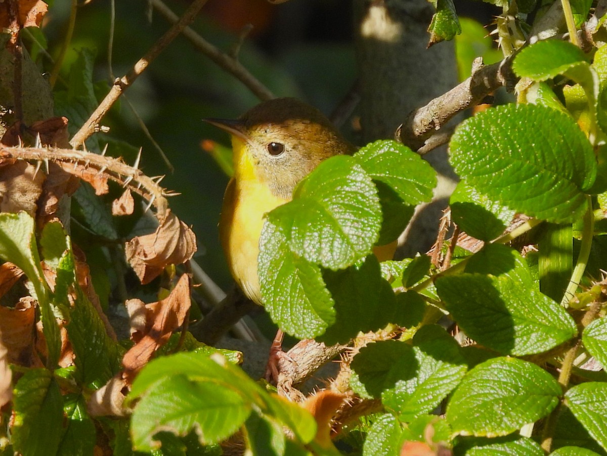 Common Yellowthroat - ML488206531