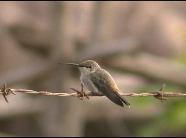 Colibrí del Atacama - ML488207