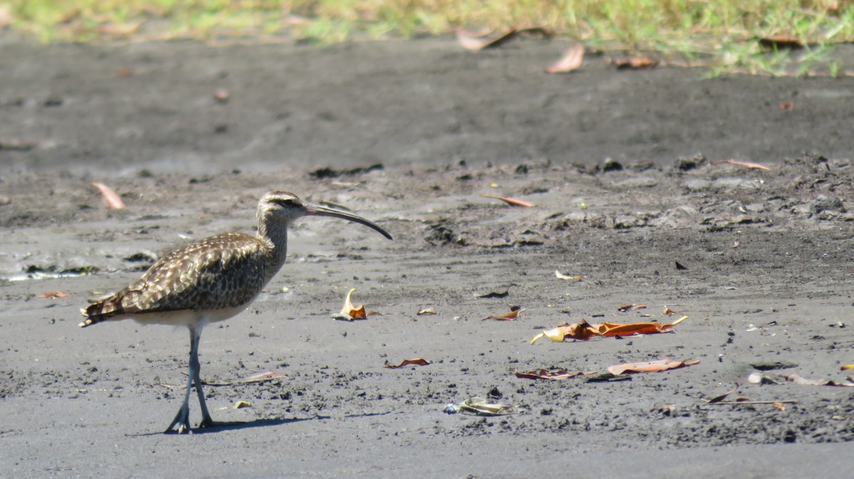 Whimbrel - ML488207181