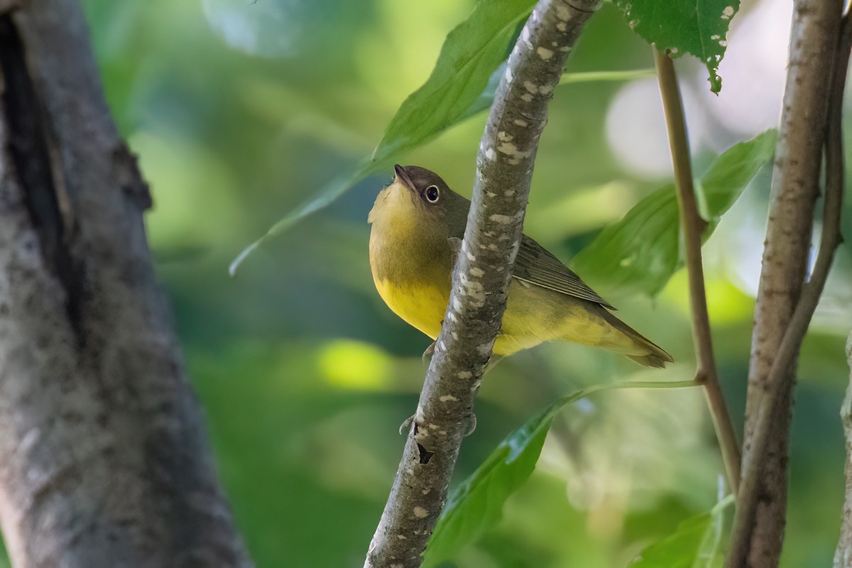 Connecticut Warbler - ML488207611