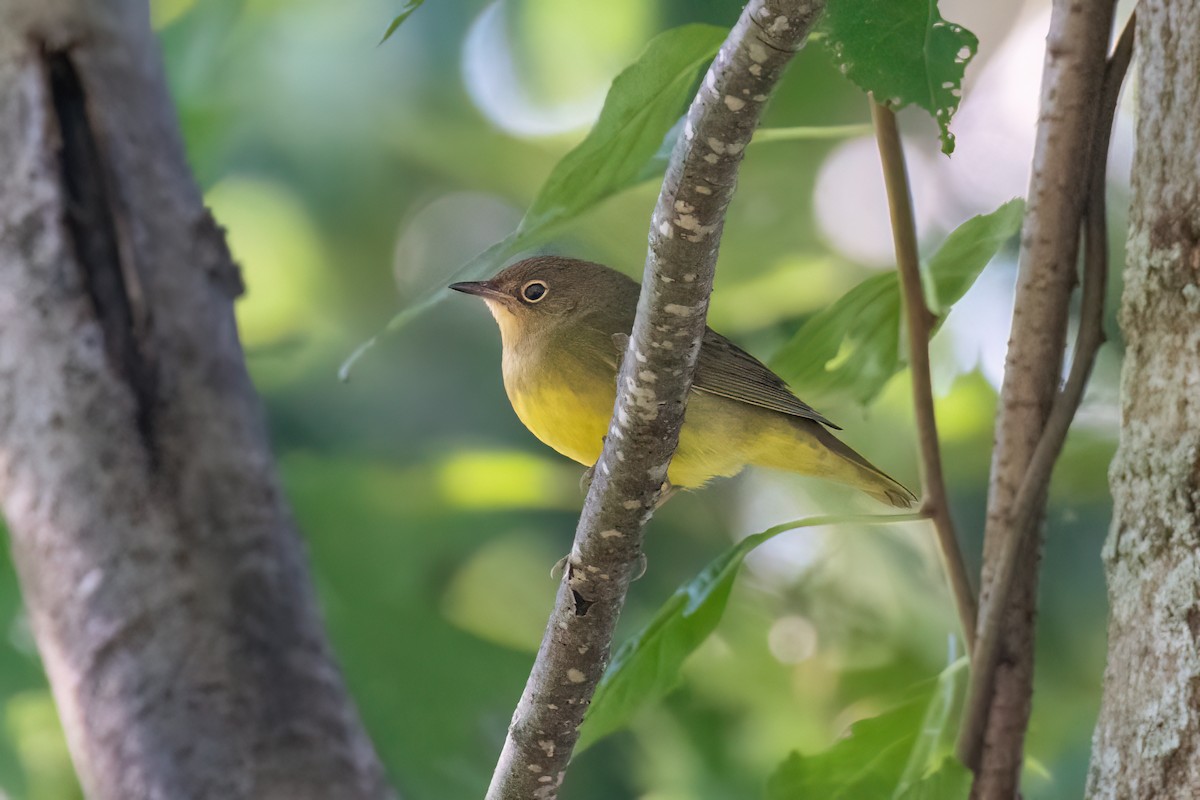 Connecticut Warbler - ML488207621