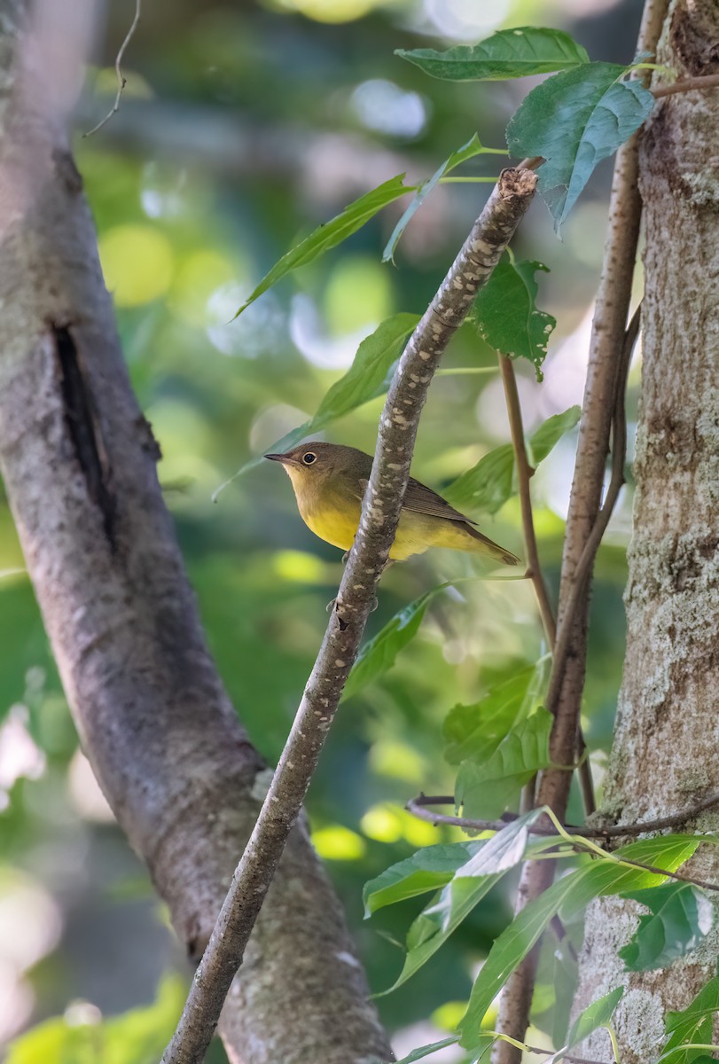 markparula - ML488207631