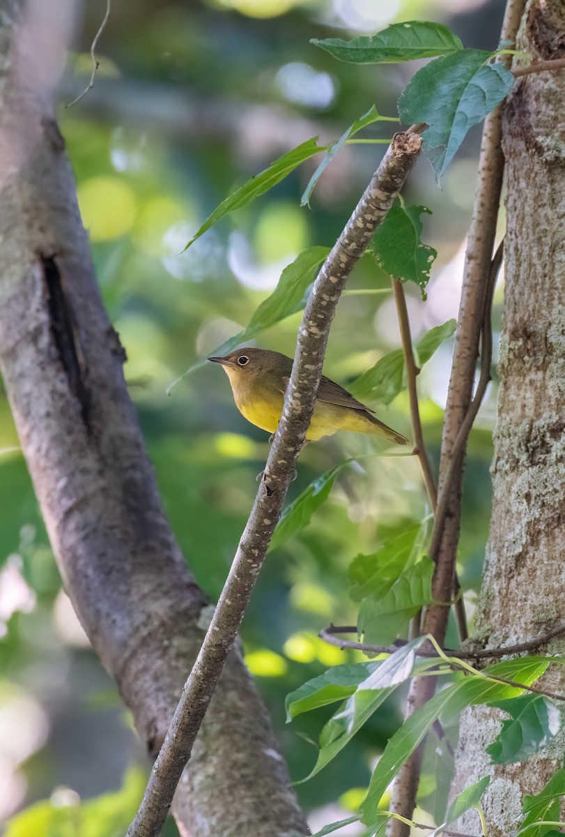 Connecticut Warbler - ML488207631