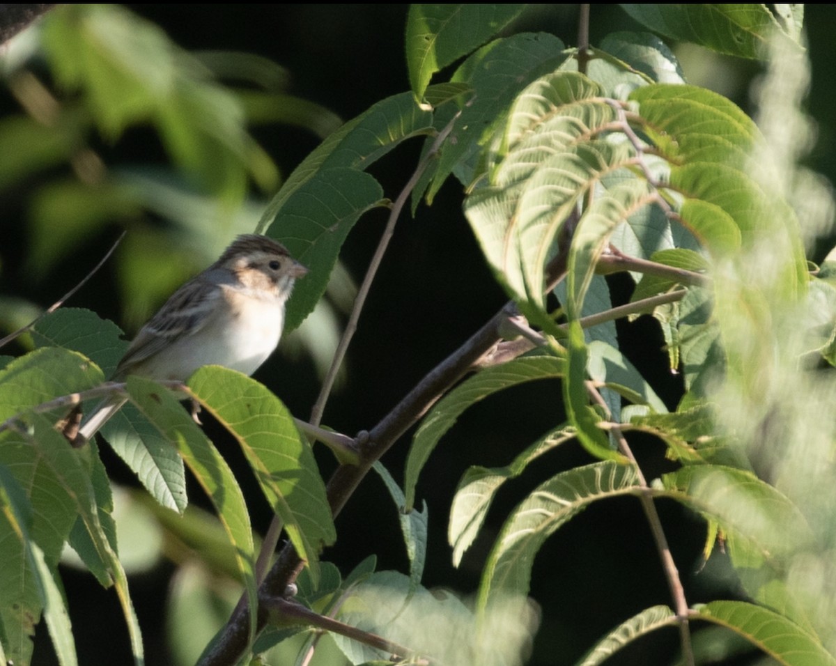 Clay-colored Sparrow - ML488207911