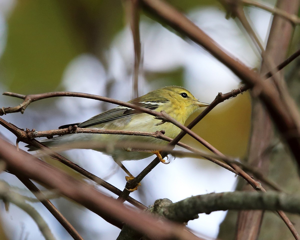 Blackpoll Warbler - Tom Murray