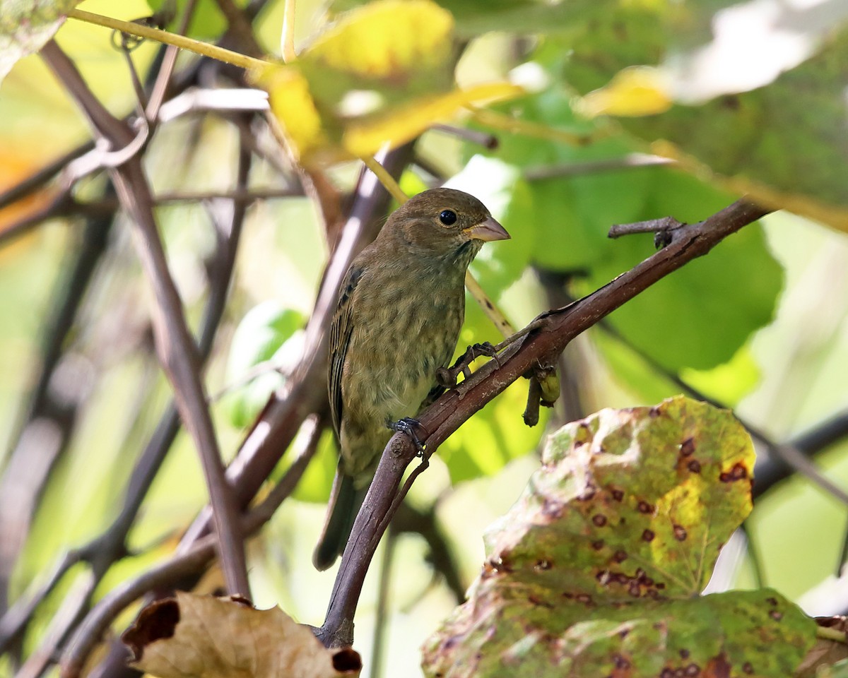 Indigo Bunting - Tom Murray