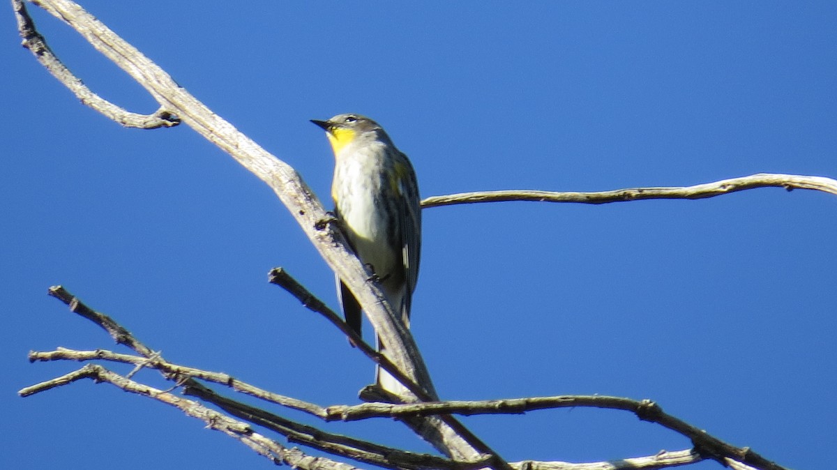 myrteparula (auduboni) (sitronstrupeparula) - ML488209411