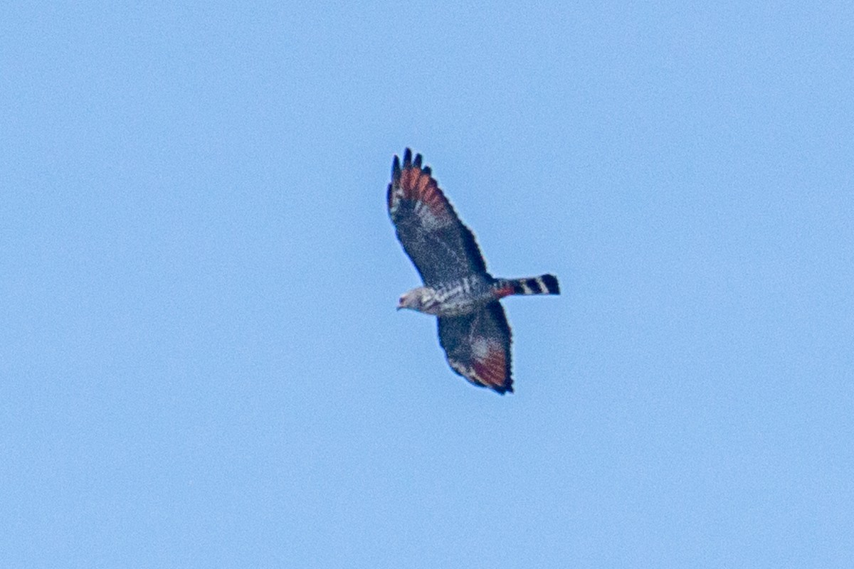 Plumbeous Kite - Francisco Russo