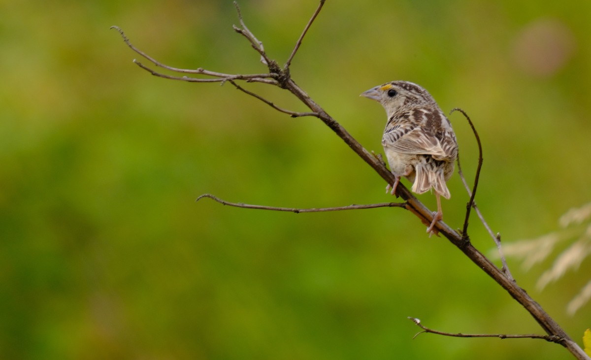 Grasshopper Sparrow - ML488211761