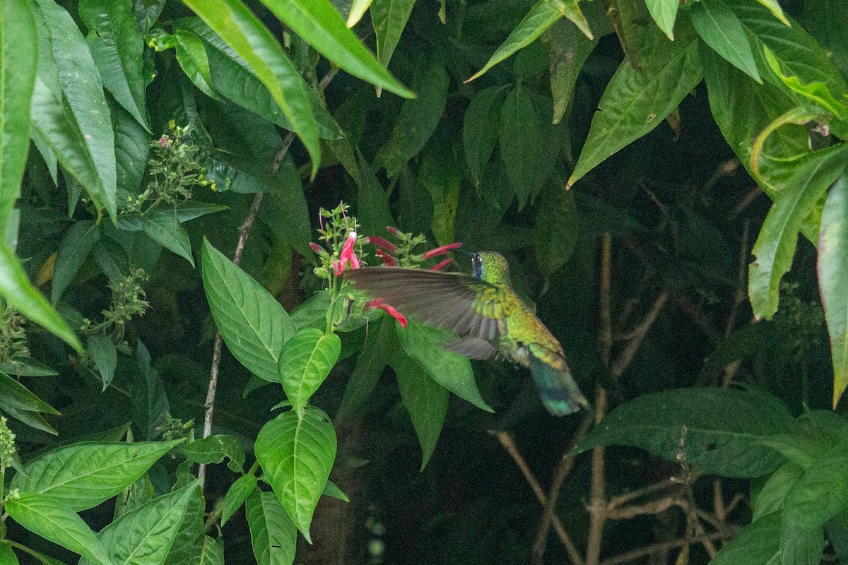 kolibřík modrouchý - ML488212651