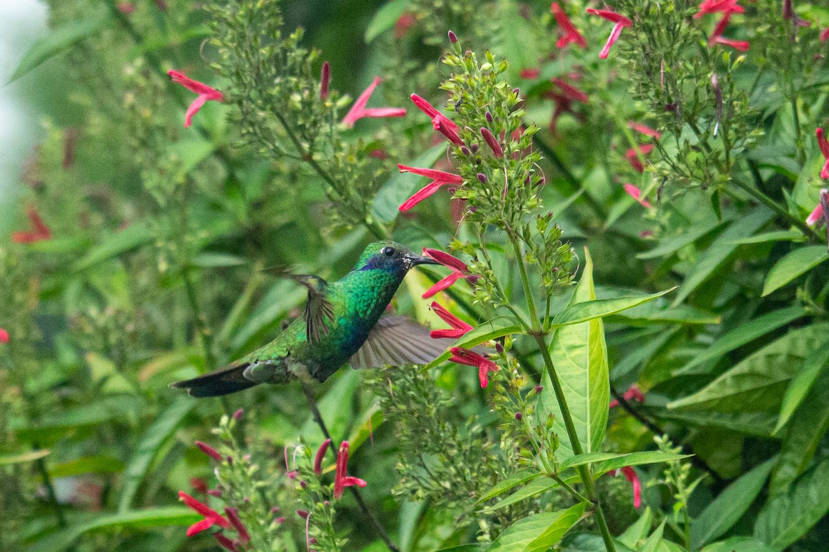 kolibřík modrouchý - ML488212661