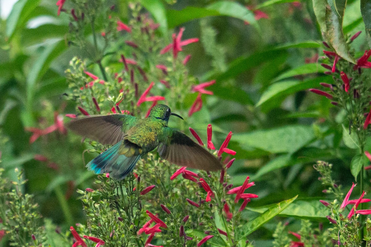 kolibřík modrouchý - ML488212711