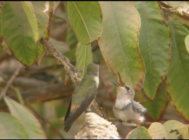 Oasis Hummingbird - ML488215