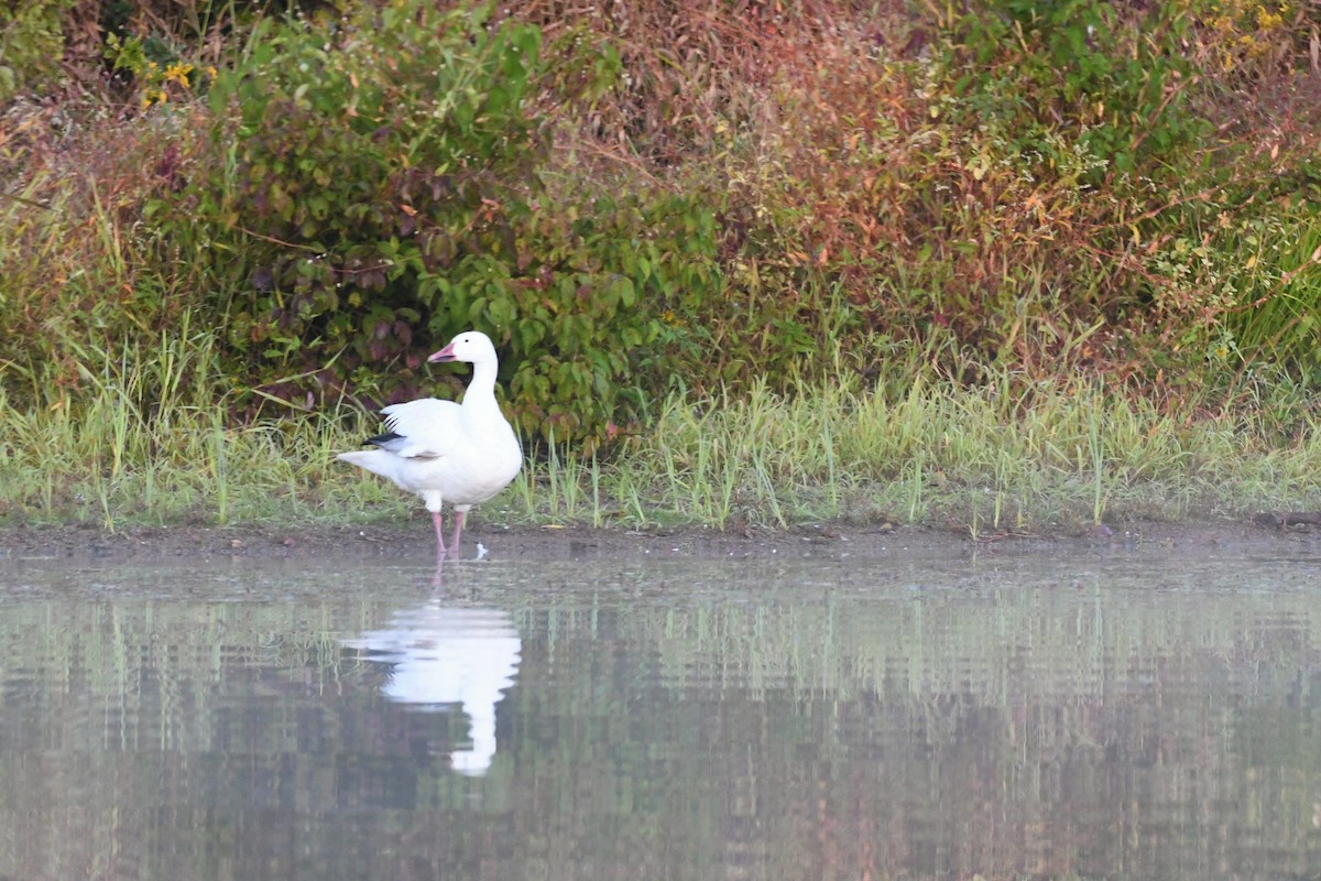 Цасны галуу - ML488215771