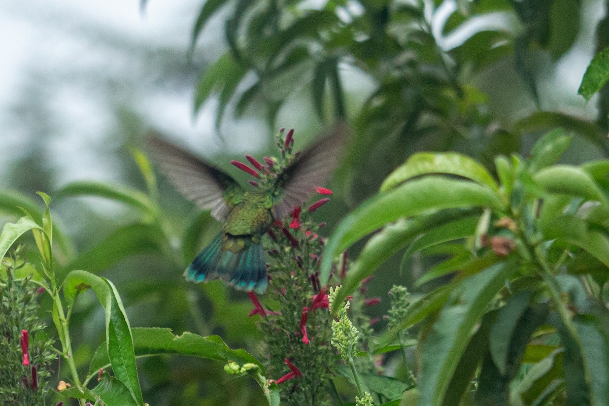 kolibřík modrouchý - ML488215861