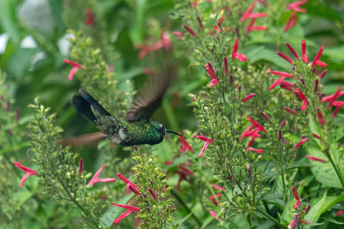 kolibřík modrouchý - ML488215871