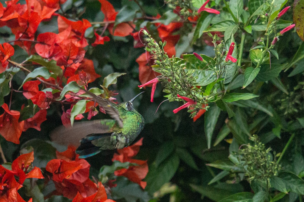 kolibřík modrouchý - ML488215881