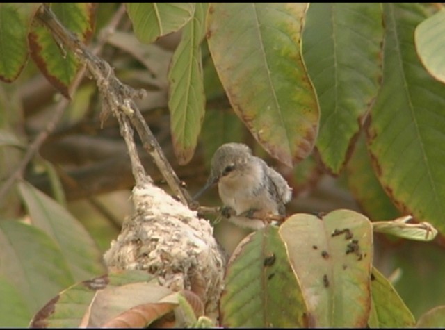 Oasis Hummingbird - ML488216