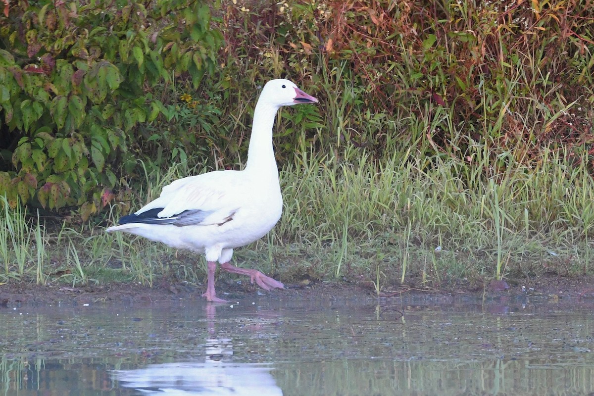 Цасны галуу - ML488217101