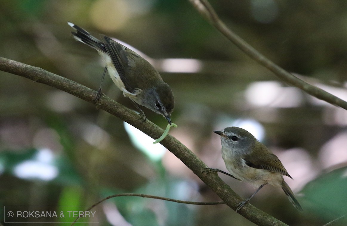 Brown Gerygone - ML48821781