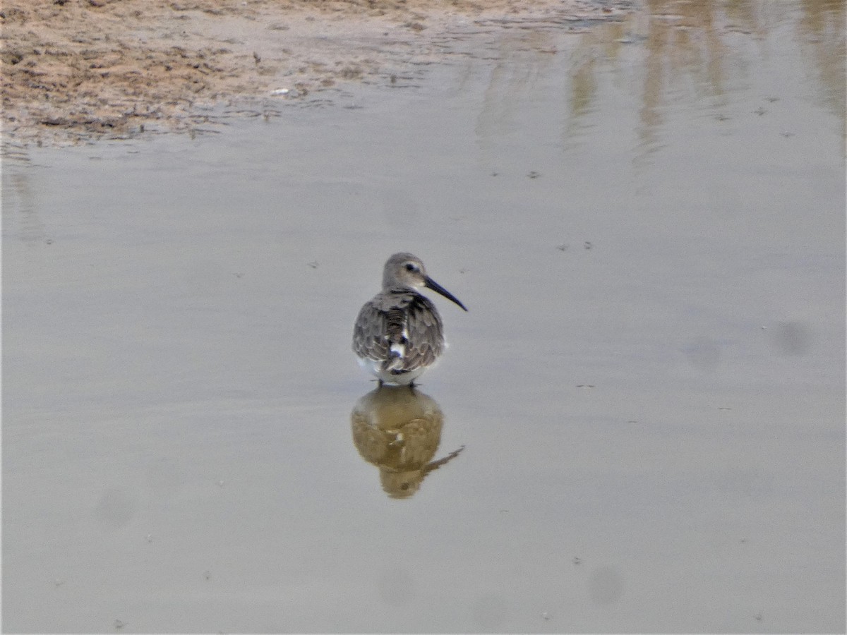 Dunlin - ML488218371