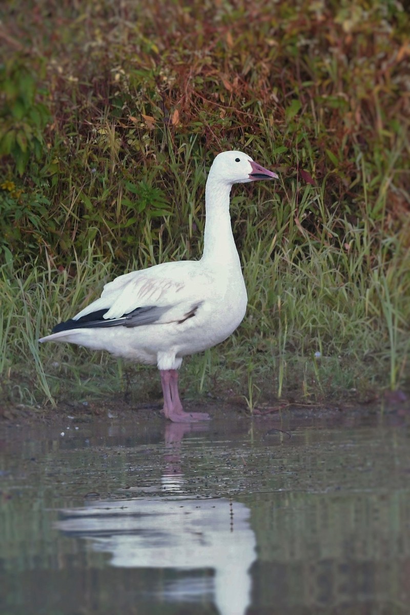 Цасны галуу - ML488218541