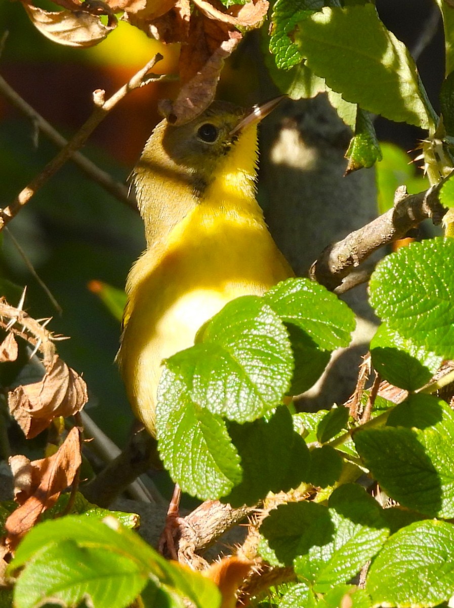 Common Yellowthroat - ML488219011